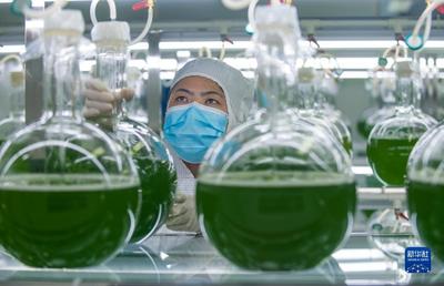 云南曲靖:推动雨生红球藻产业发展